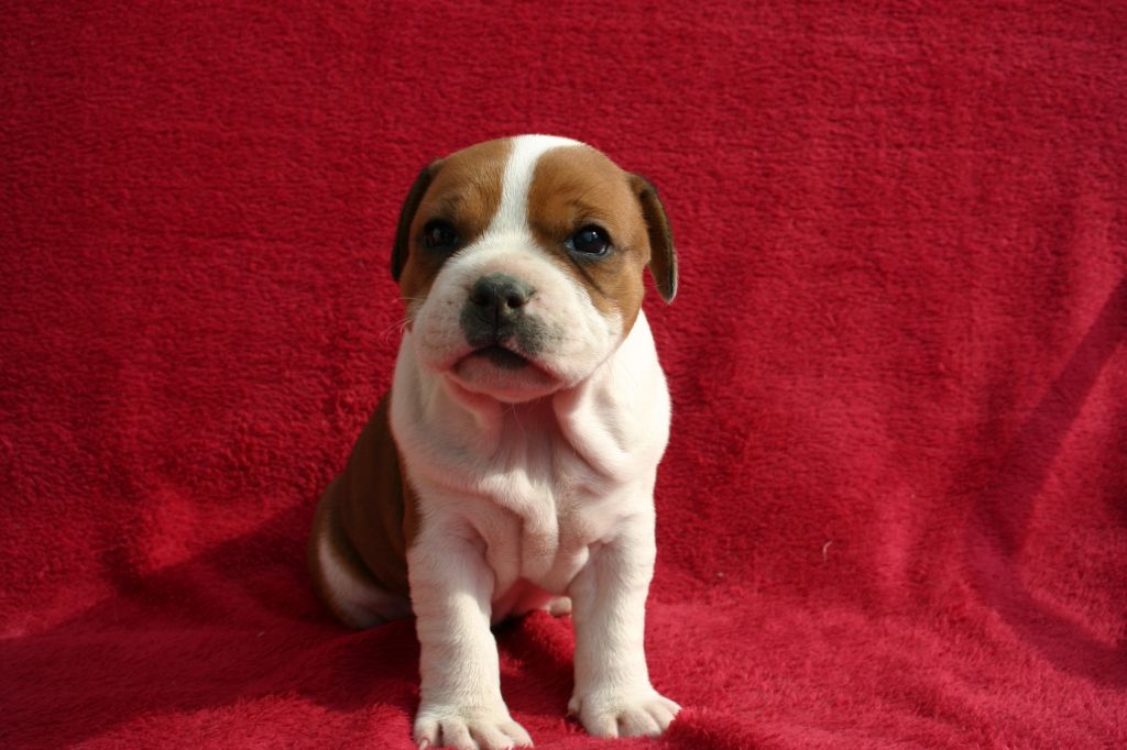 Bruno Michallon - Chiots disponibles - Staffordshire Bull Terrier