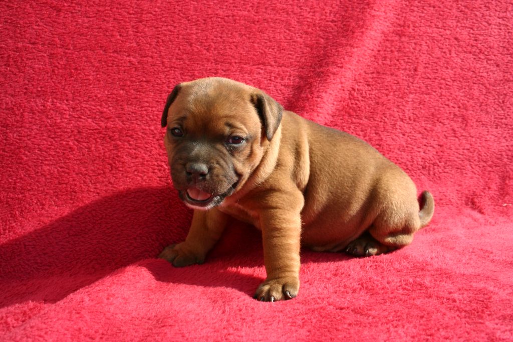 Bruno Michallon - Chiots disponibles - Staffordshire Bull Terrier